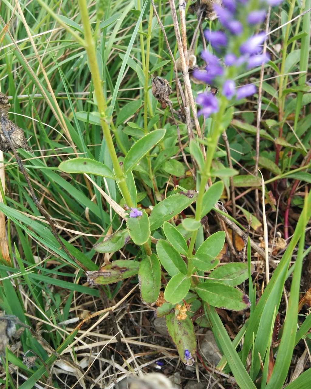 Veronica spicata